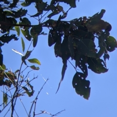 Ptilotula fusca (Fuscous Honeyeater) at Warby-Ovens National Park - 30 Oct 2021 by Darcy