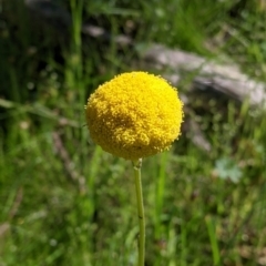 Craspedia variabilis (Common Billy Buttons) at Warby-Ovens National Park - 30 Oct 2021 by Darcy