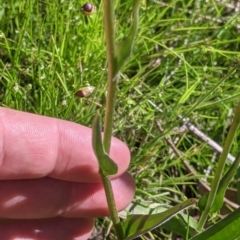 Craspedia variabilis at Killawarra, VIC - 31 Oct 2021