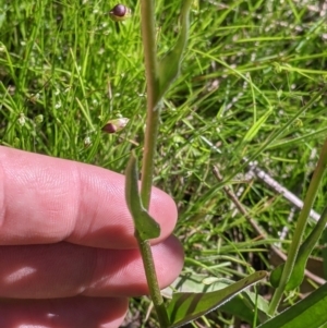 Craspedia variabilis at Killawarra, VIC - suppressed