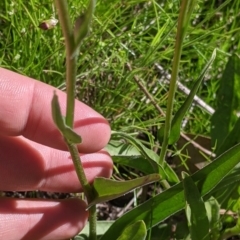 Craspedia variabilis at Killawarra, VIC - suppressed