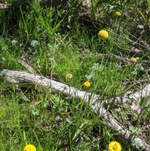 Craspedia variabilis at Killawarra, VIC - suppressed