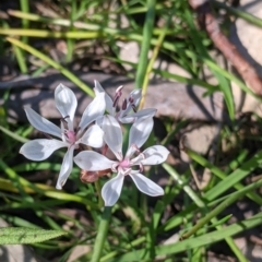 Burchardia umbellata (Milkmaids) at Killawarra, VIC - 30 Oct 2021 by Darcy