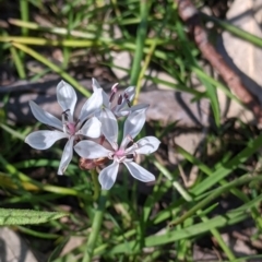 Burchardia umbellata at Killawarra, VIC - 31 Oct 2021