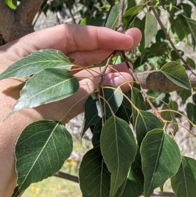 Brachychiton populneus (Kurrajong) at Warby-Ovens National Park - 30 Oct 2021 by Darcy