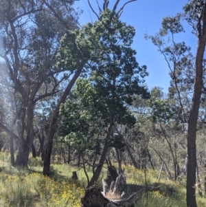 Brachychiton populneus at Killawarra, VIC - 31 Oct 2021 10:16 AM