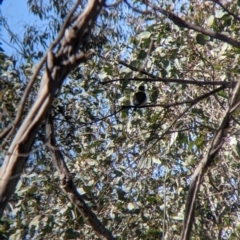 Todiramphus sanctus (Sacred Kingfisher) at Warby-Ovens National Park - 30 Oct 2021 by Darcy