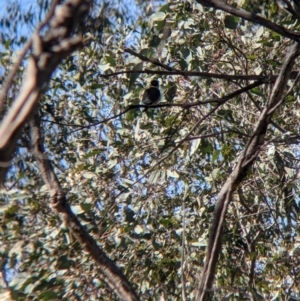 Todiramphus sanctus at Killawarra, VIC - 31 Oct 2021