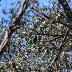 Todiramphus sanctus at Killawarra, VIC - 31 Oct 2021