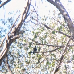 Todiramphus sanctus at Killawarra, VIC - 31 Oct 2021