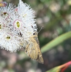 Trapezites luteus (Yellow Ochre, Rare White-spot Skipper) at Murrumbateman, NSW - 1 Nov 2021 by SimoneC