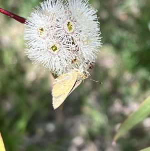 Trapezites luteus at Murrumbateman, NSW - 1 Nov 2021 01:00 PM