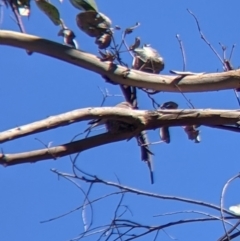 Microeca fascinans (Jacky Winter) at Warby-Ovens National Park - 30 Oct 2021 by Darcy