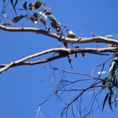 Microeca fascinans at Killawarra, VIC - 31 Oct 2021 10:32 AM