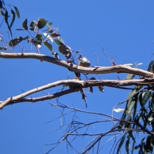 Microeca fascinans at Killawarra, VIC - 31 Oct 2021 10:32 AM