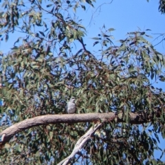 Coracina papuensis (White-bellied Cuckooshrike) at Warby-Ovens National Park - 31 Oct 2021 by Darcy
