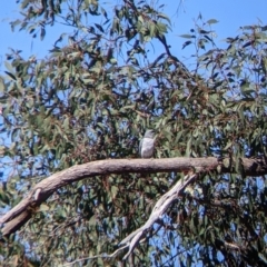 Coracina papuensis at Killawarra, VIC - 31 Oct 2021 10:58 AM