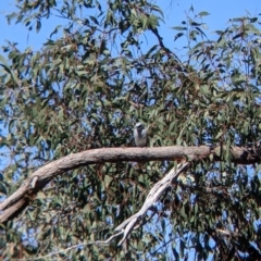 Coracina papuensis at Killawarra, VIC - 31 Oct 2021