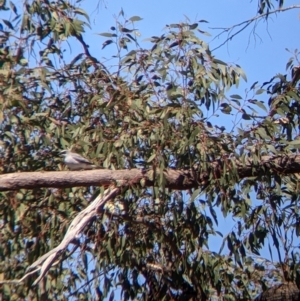 Coracina papuensis at Killawarra, VIC - 31 Oct 2021 10:58 AM