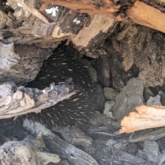 Tachyglossus aculeatus (Short-beaked Echidna) at Killawarra, VIC - 31 Oct 2021 by Darcy