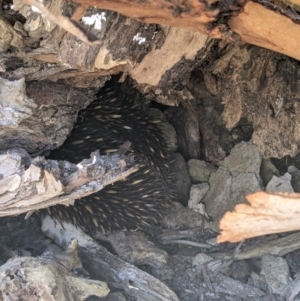 Tachyglossus aculeatus at Killawarra, VIC - 31 Oct 2021