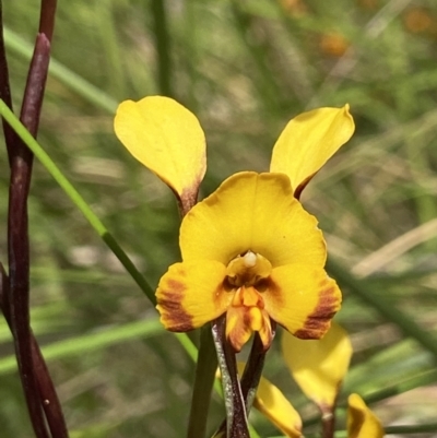 Diuris semilunulata (Late Leopard Orchid) at Stromlo, ACT - 1 Nov 2021 by AJB