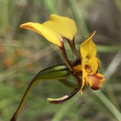 Diuris semilunulata at Stromlo, ACT - suppressed