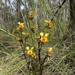 Diuris semilunulata at Stromlo, ACT - suppressed