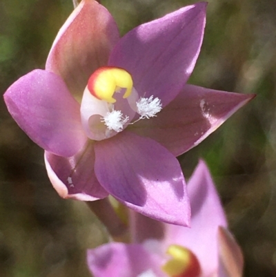 Thelymitra pauciflora (Slender Sun Orchid) at Lower Boro, NSW - 28 Oct 2021 by mcleana