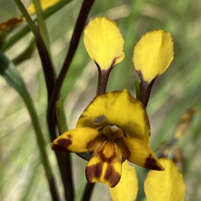 Diuris sp. (A Donkey Orchid) at Block 402 - 1 Nov 2021 by AJB