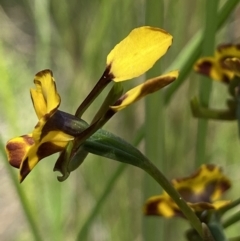 Diuris sp. at Stromlo, ACT - suppressed