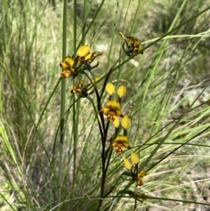 Diuris sp. at Stromlo, ACT - suppressed