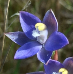 Thelymitra peniculata (Blue Star Sun-orchid) at Lower Boro, NSW - 28 Oct 2021 by mcleana