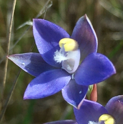 Thelymitra peniculata (Blue Star Sun-orchid) at Lower Boro, NSW - 28 Oct 2021 by mcleana