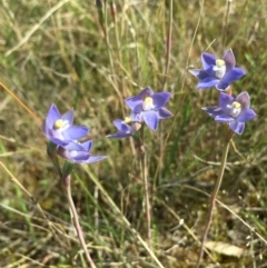 Thelymitra peniculata at Lower Boro, NSW - suppressed