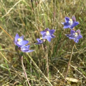 Thelymitra peniculata at Lower Boro, NSW - suppressed