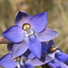 Thelymitra peniculata (Blue Star Sun-orchid) at Lower Boro, NSW - 28 Oct 2021 by mcleana