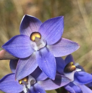 Thelymitra peniculata at Lower Boro, NSW - 28 Oct 2021