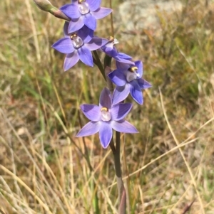 Thelymitra peniculata at Lower Boro, NSW - 28 Oct 2021
