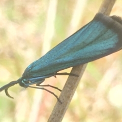 Pollanisus (genus) (A Forester Moth) at Lower Boro, NSW - 31 Oct 2021 by mcleana