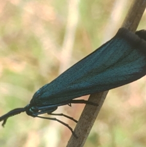 Pollanisus (genus) at Lower Boro, NSW - 31 Oct 2021