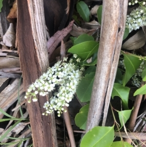 Prunus serotina at Belconnen, ACT - 1 Nov 2021