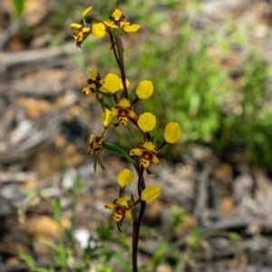 Diuris pardina at Sutton, NSW - suppressed