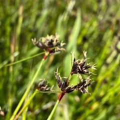 Schoenus apogon (Common Bog Sedge) at Wandiyali-Environa Conservation Area - 1 Nov 2021 by Wandiyali