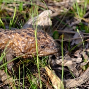 Tiliqua rugosa at Forde, ACT - 1 Nov 2021