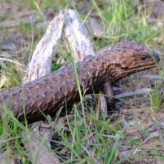 Tiliqua rugosa at Forde, ACT - 1 Nov 2021 05:36 PM