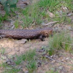 Tiliqua rugosa at Forde, ACT - 1 Nov 2021 05:36 PM