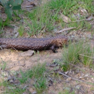 Tiliqua rugosa at Forde, ACT - 1 Nov 2021 05:36 PM