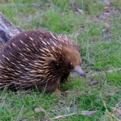 Tachyglossus aculeatus (Short-beaked Echidna) at Mulligans Flat - 1 Nov 2021 by Kurt