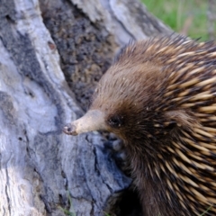 Tachyglossus aculeatus at Forde, ACT - 1 Nov 2021 05:16 PM